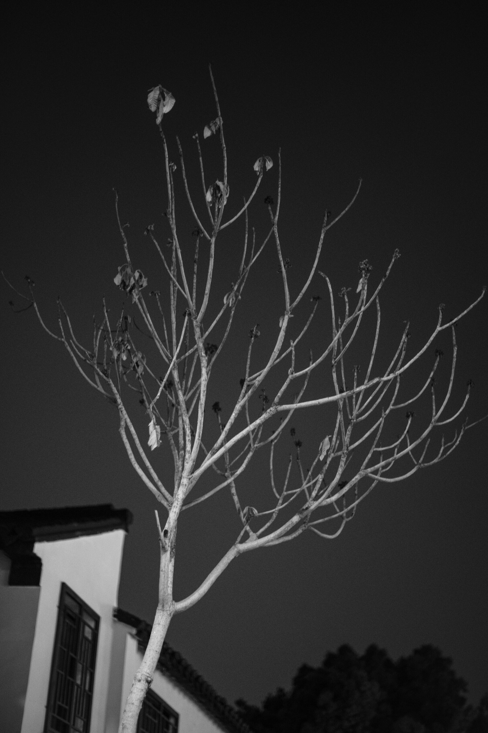 夜晚的白树 - 从来不对焦 - 富士(中国)极致影像- FUJIFILM
