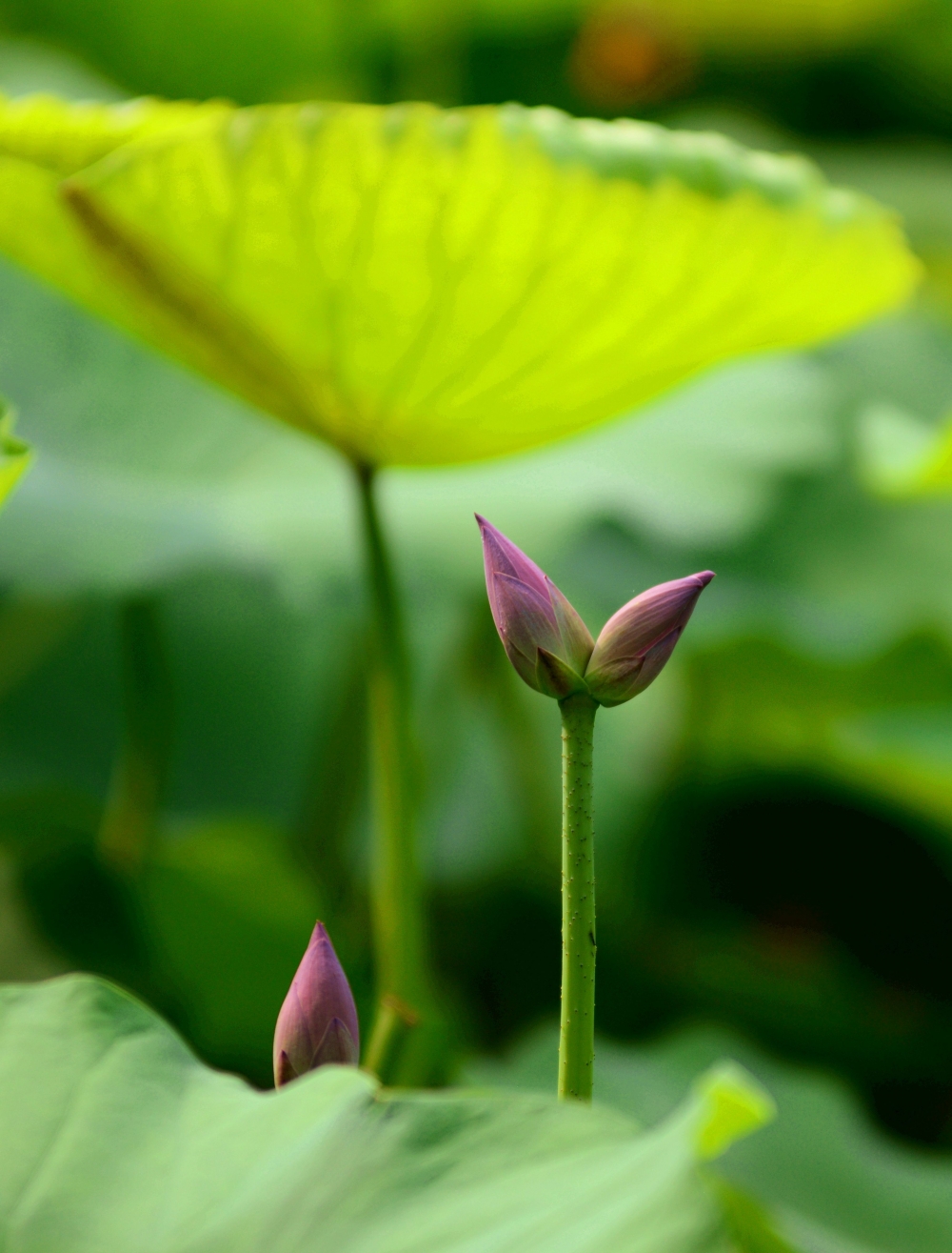 花卉摄影 - 青青_QI6 - 富士胶片影赛- FUJIFILM