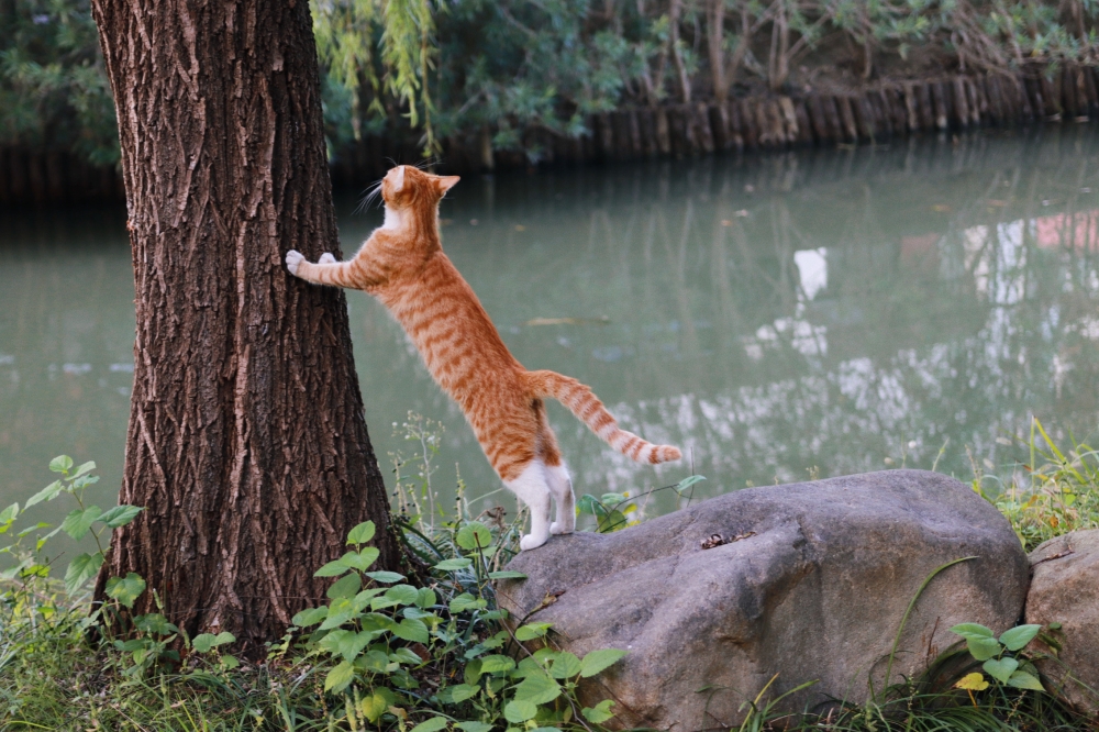 猫猫爬树 - 微信用户_yI0 - 富士胶片影赛- FUJIFILM