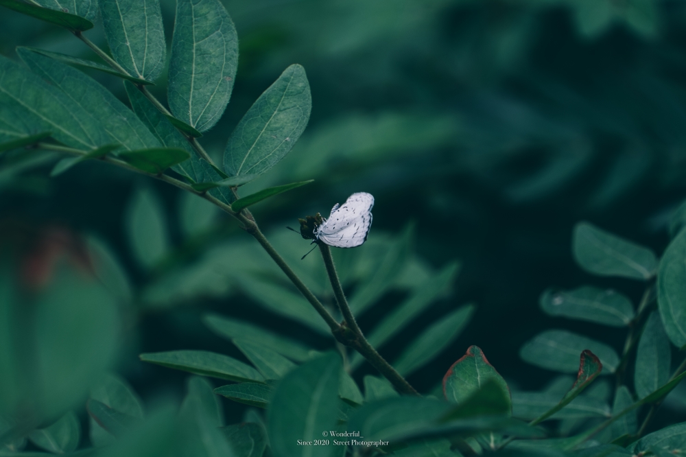 生活处处是惊喜 - 王德富 - 富士胶片影赛- FUJIFILM