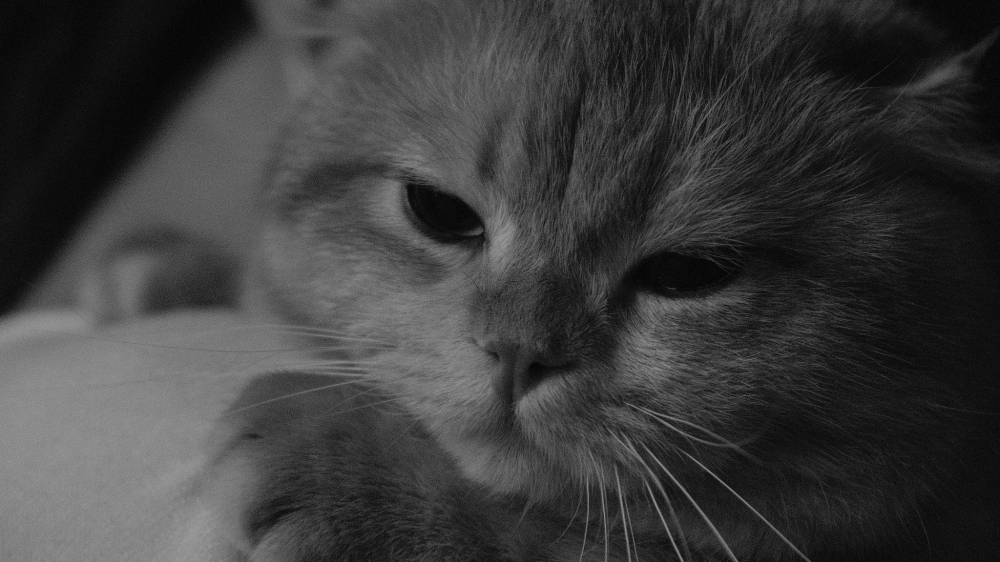  fujifilm