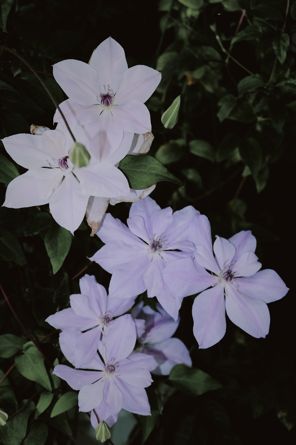 fujifilm