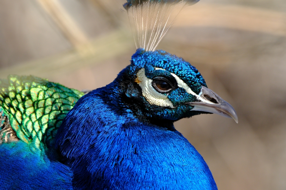 观鸟 山人四少 富士胶片影赛 FUJIFILM