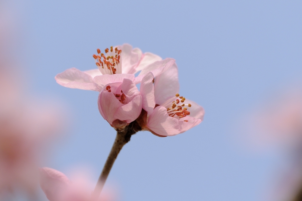 赏花 山人四少 富士（中国）极致影像 FUJIFILM